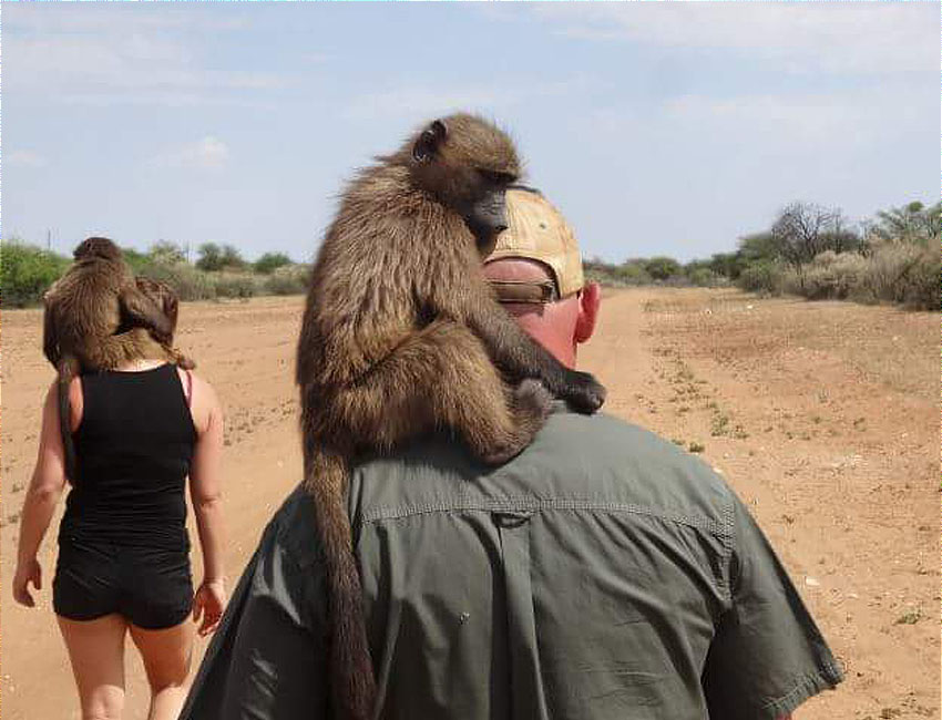 Walk with Baboon