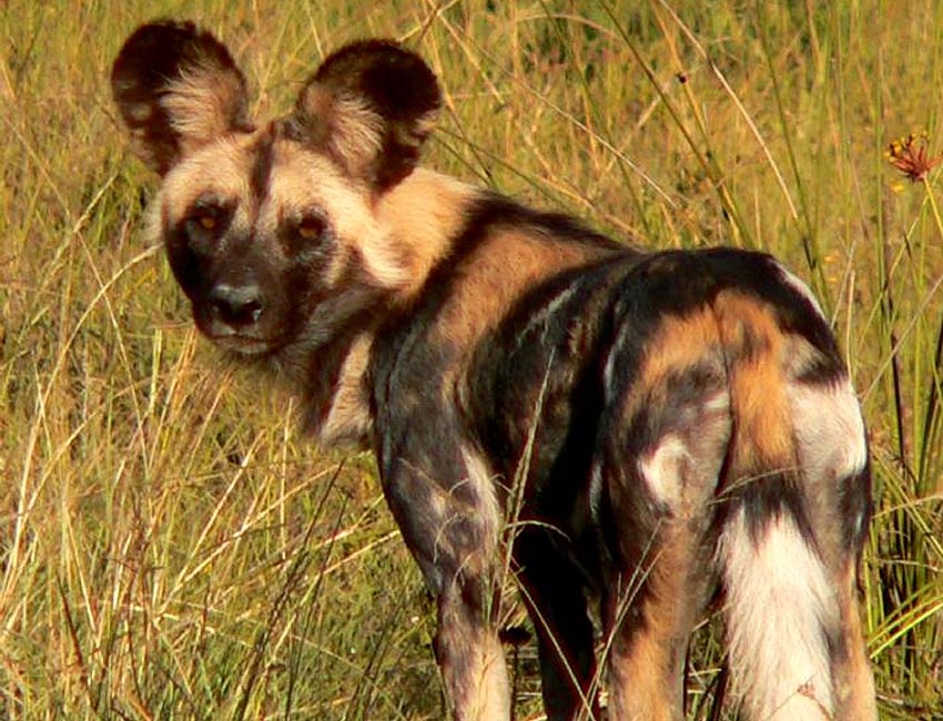 Wild Dog